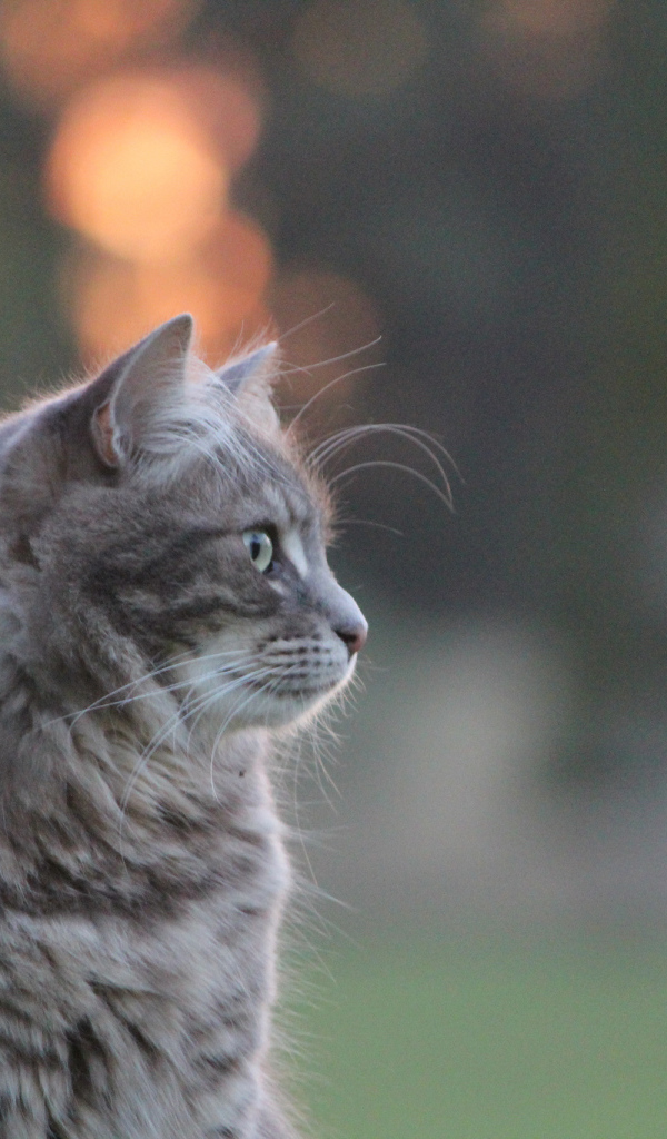 Серый пушистый кот на природе