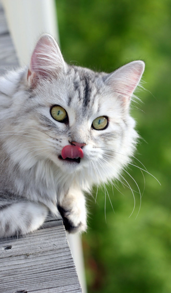 Серый пушистый кот облизался