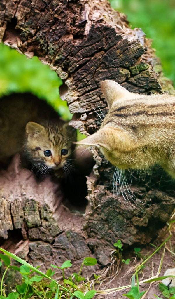 Котёнок и кошка, воспитание