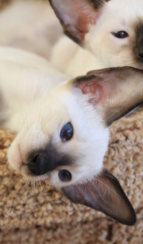 Маленькие сиамские коты отдыхают