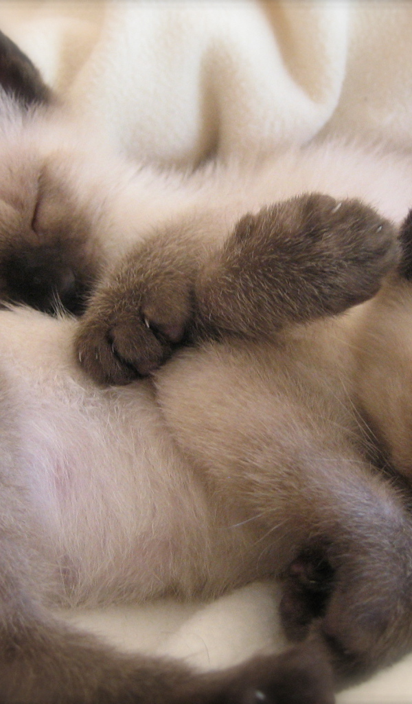 Маленькие сиамские котята