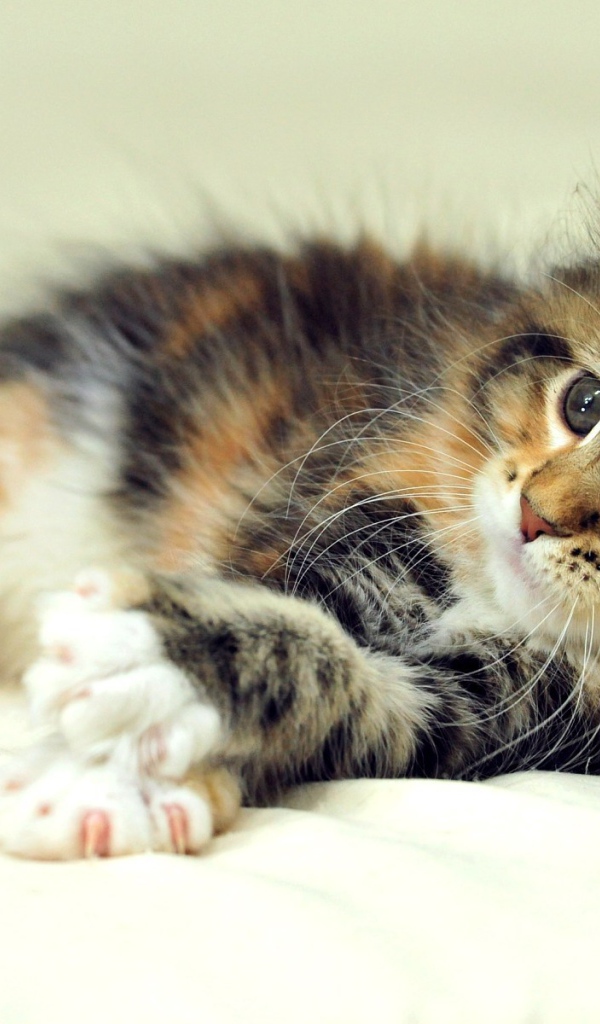 Маленький симпатичный кот мейн-кун