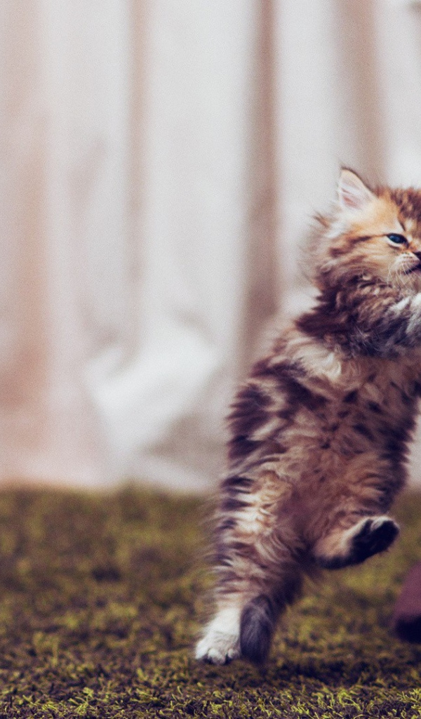 Маленький смешной кот в полёте