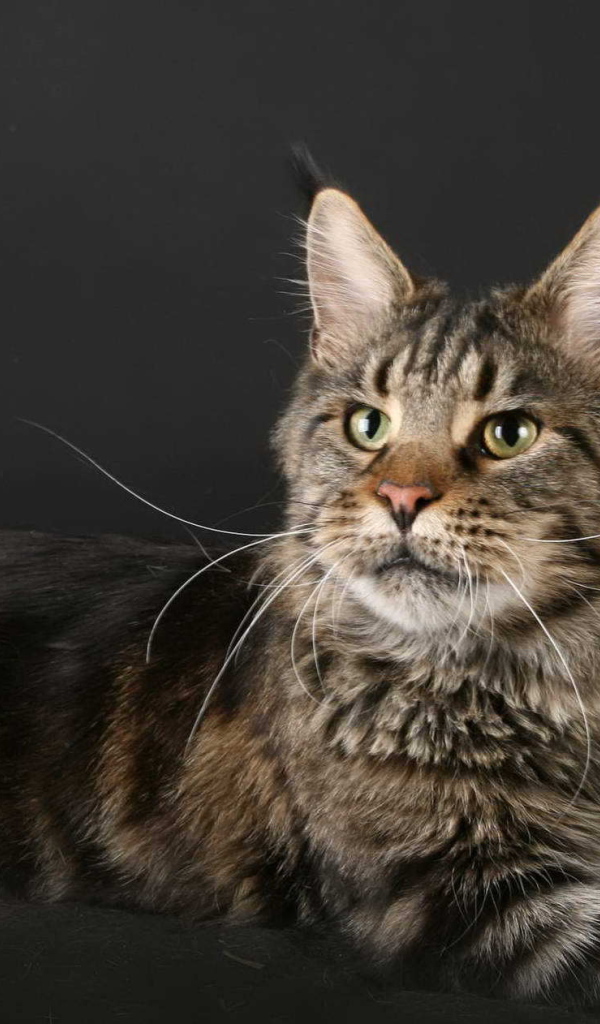 Кот Мейн-кун позирует рядом с пнём