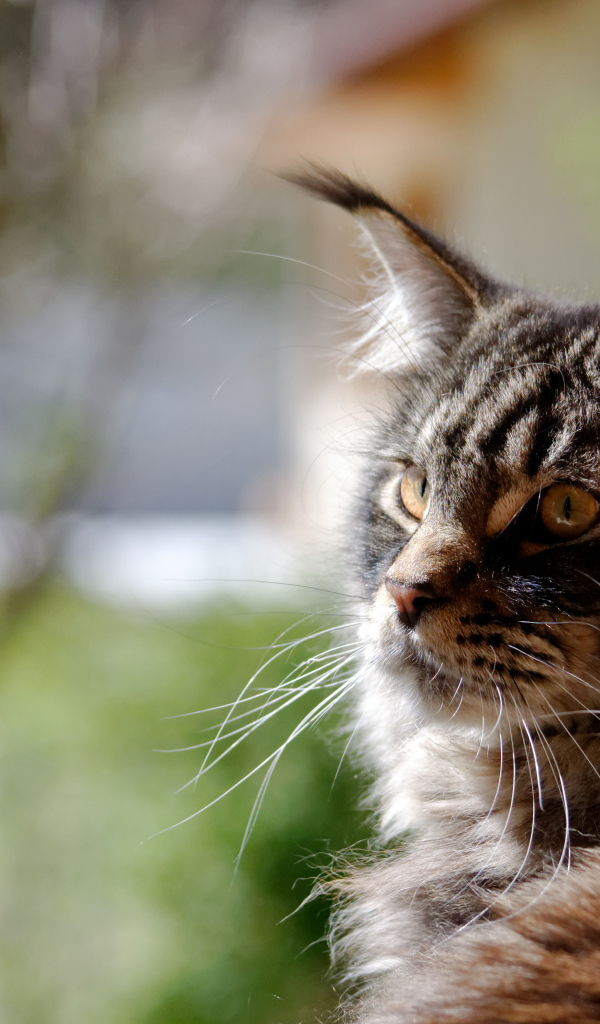 Кот мейн-кун кого-то увидел