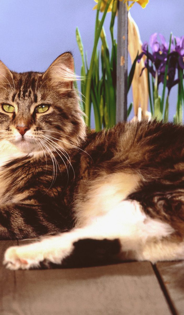 Кот мейн-кун с зелёными глазами позирует