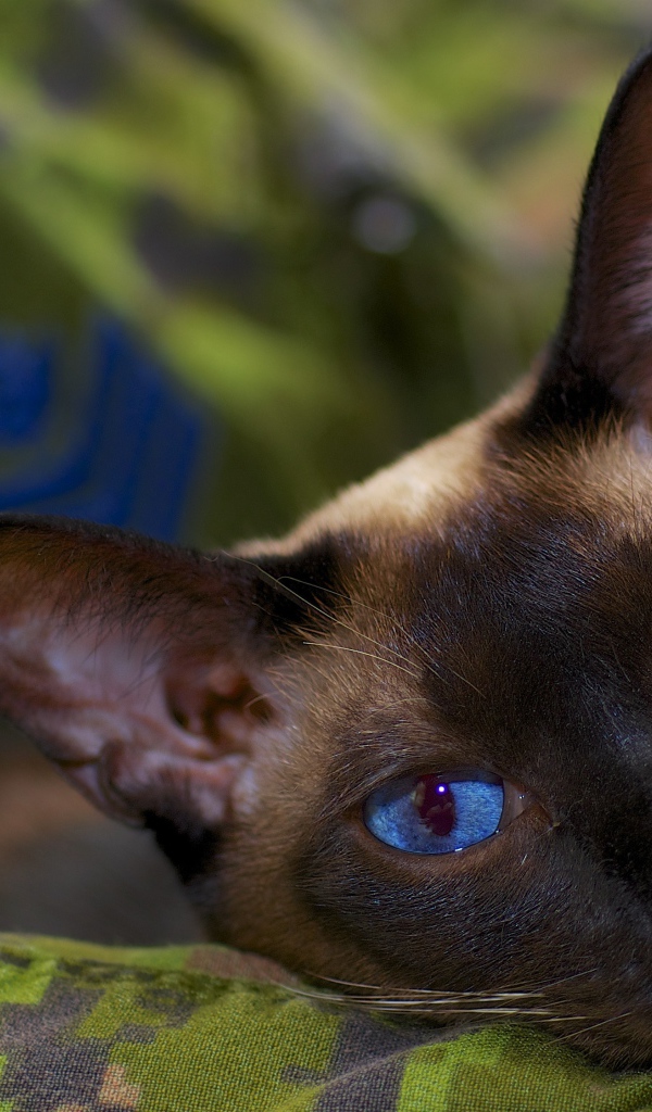 Расслабленный сиамский кот