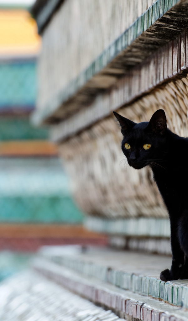 Чёрный красивый грустный кот