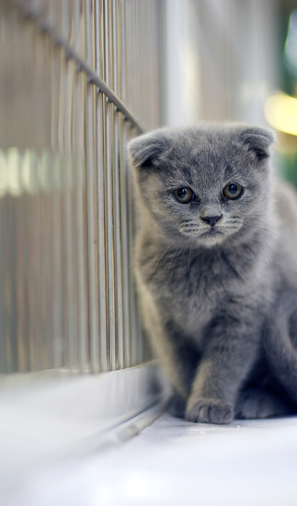 Грустный серый шотландский вислоухий кот