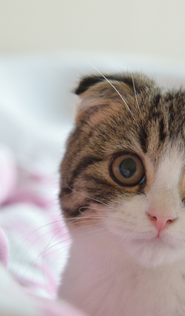 Шотландский вислоухий кот в постели