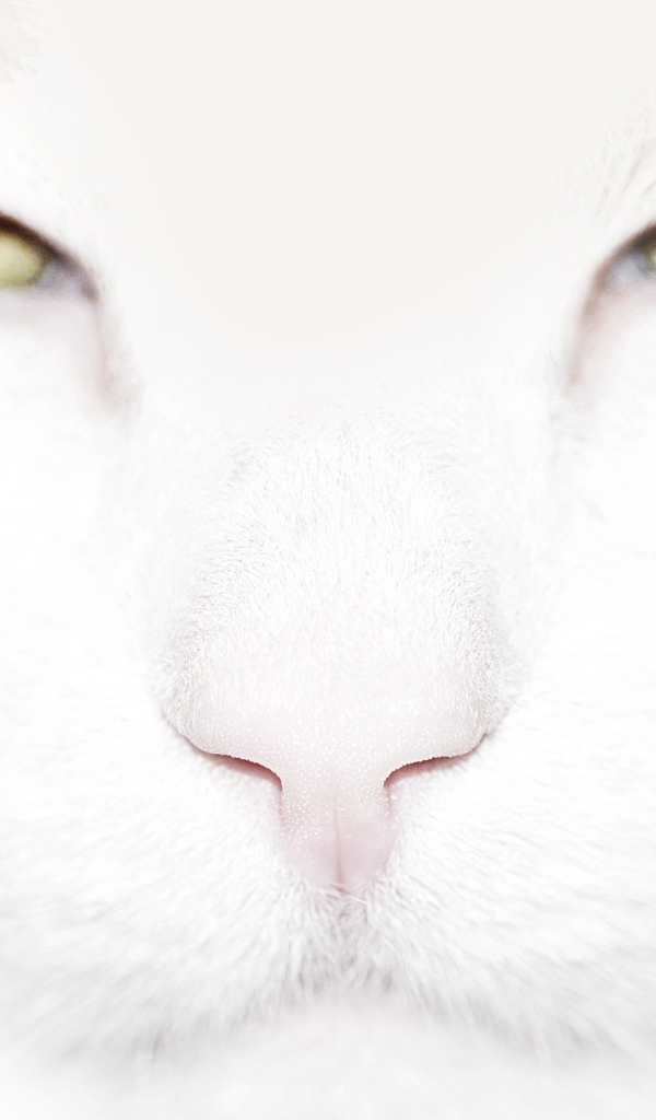 Серьёзный белый кот крупным планом