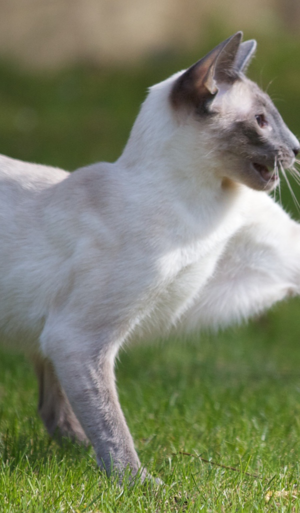 Сиамский кот охотится на насекомое