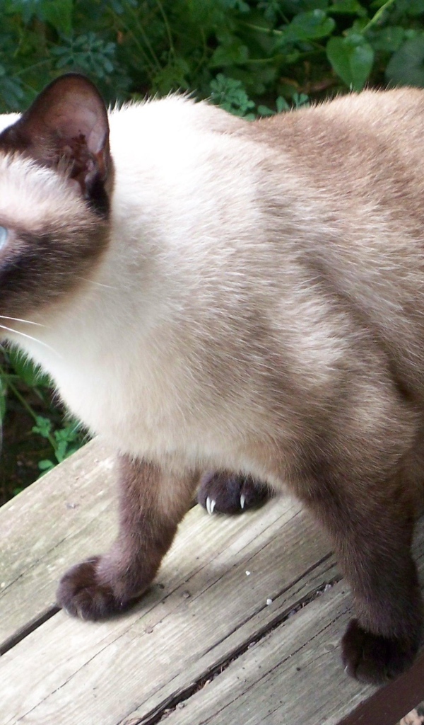 Сиамский кот сидит на скамейке