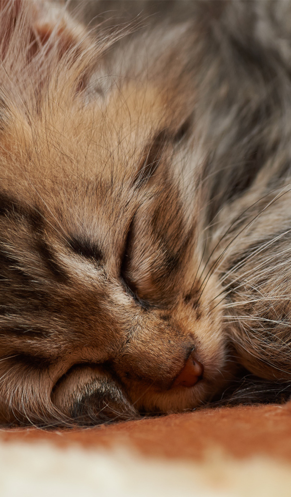 Спящий маленький котёнок