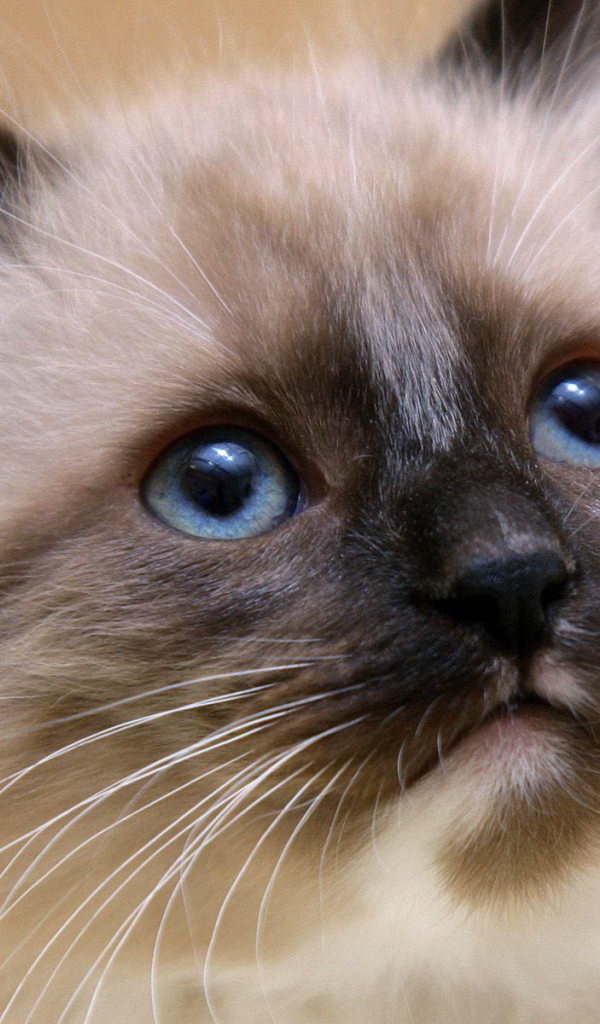 Маленький красивый сиамский кот ближним планом