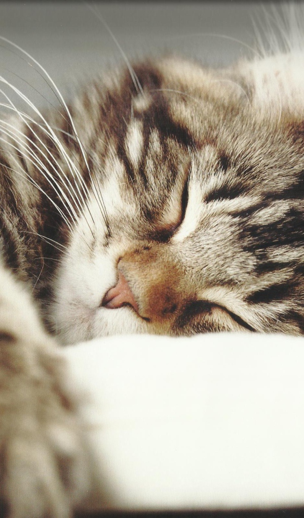 Маленький красивый кот спит