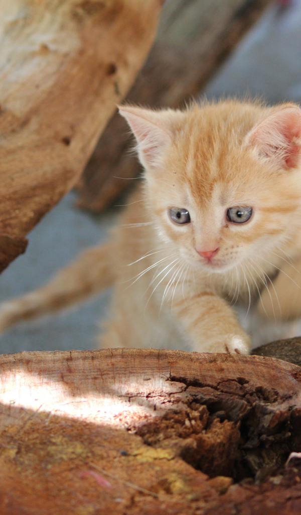 Маленький рыжий кот с голубыми глазами