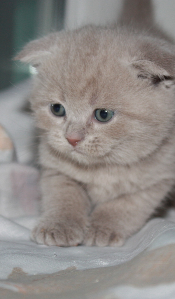 Маленький рыжий шотландский вислоухий кот