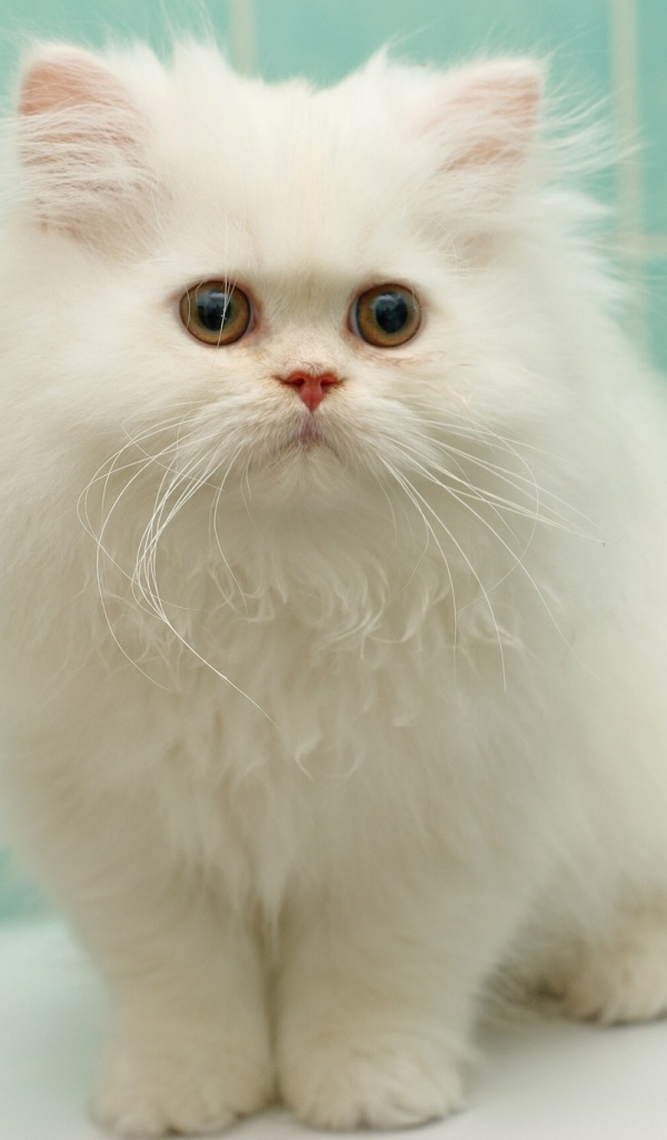 Маленький белый кот в ванной комнате