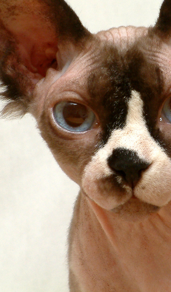 Кот сфинкс крупным планом