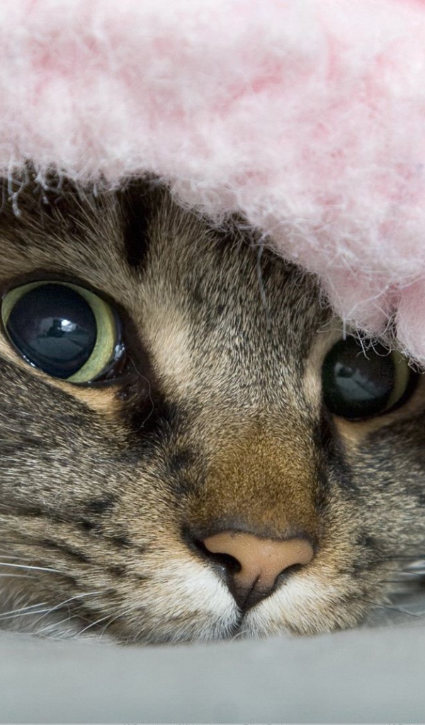 Полосатый хитрый кот