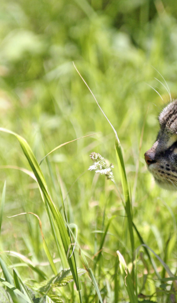 Полосатый кот в траве