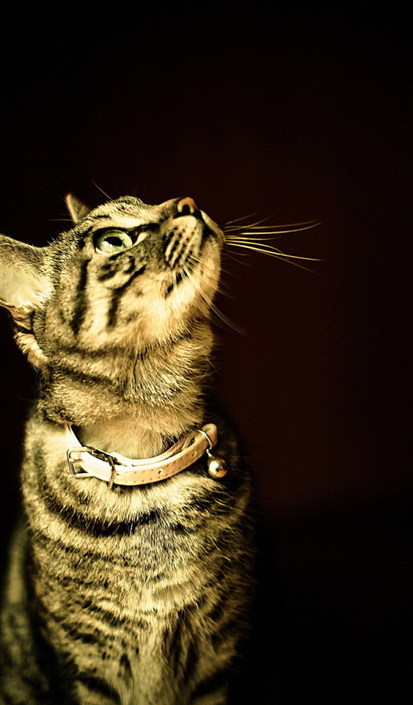 Полосатый кот в ошейнике