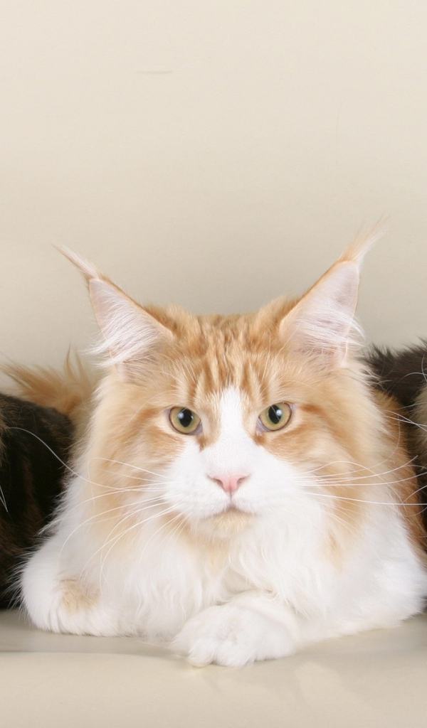 Три серьёзных кота мейн-кун позируют