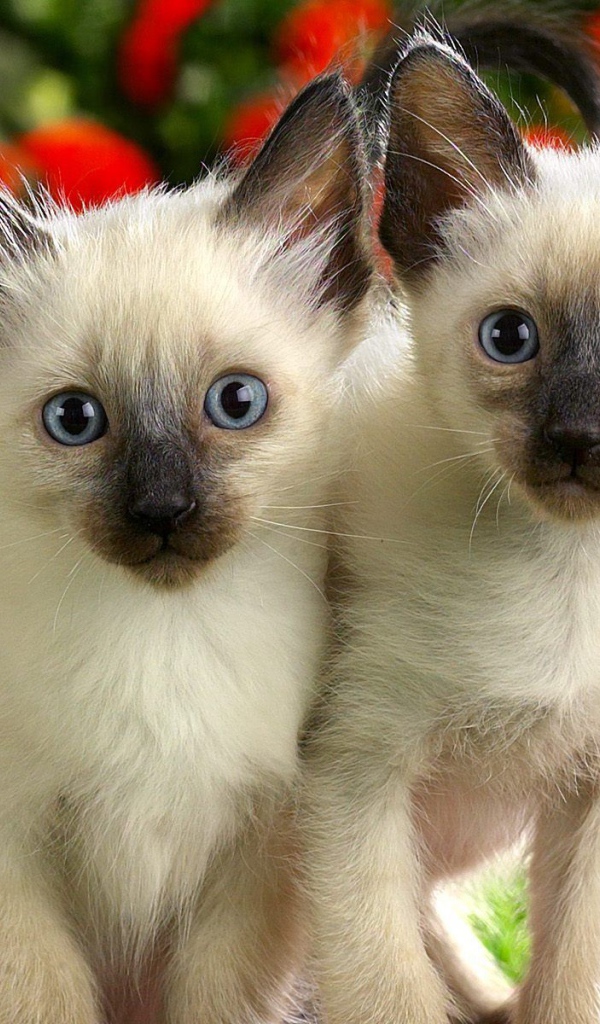 Два маленьких сиамских котёнка на природе
