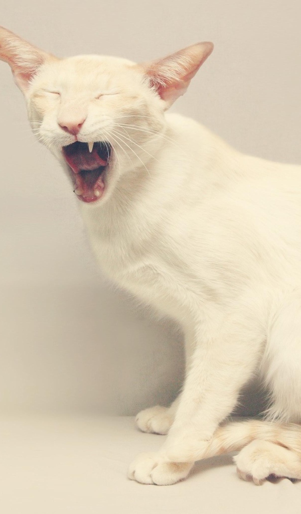 Белый кот и утёнок