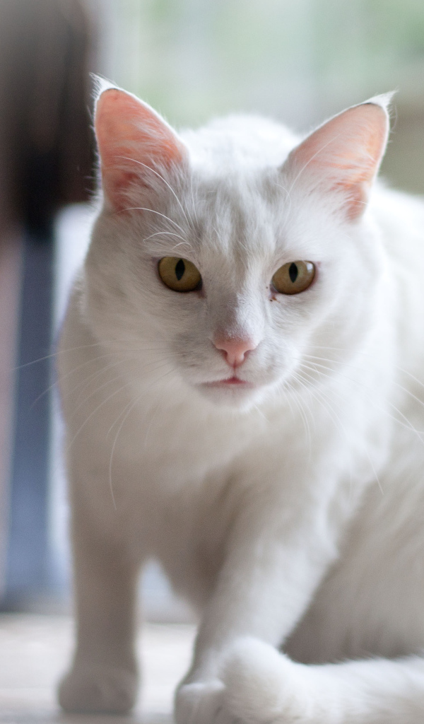 Белый серьёзный кот