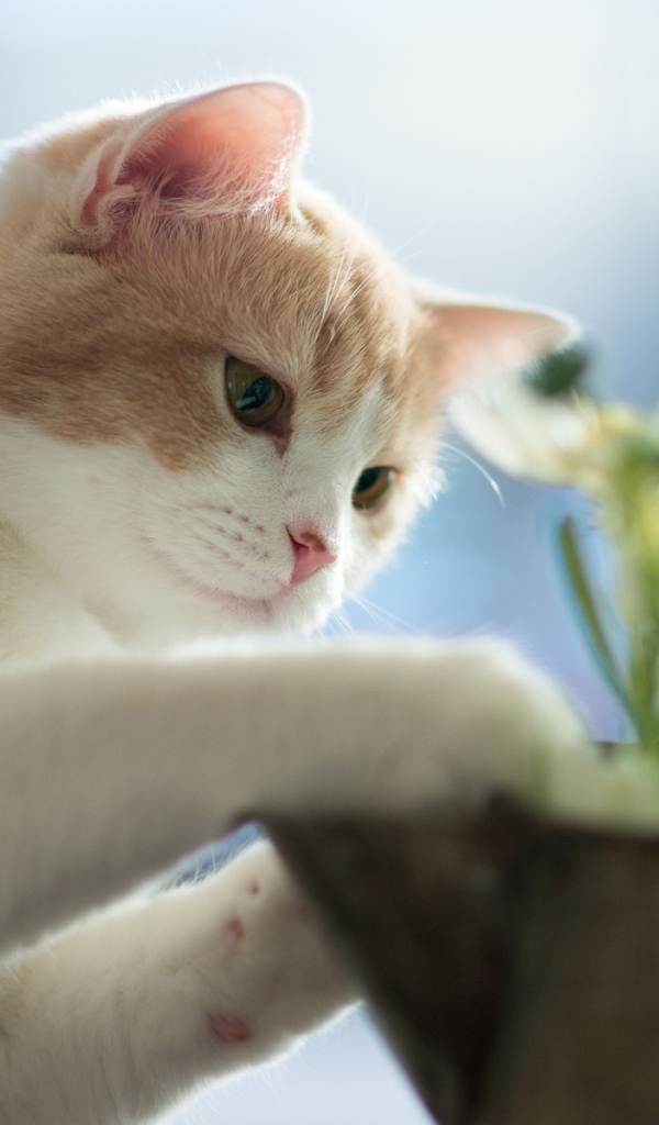 Белый маленький кот и цветок