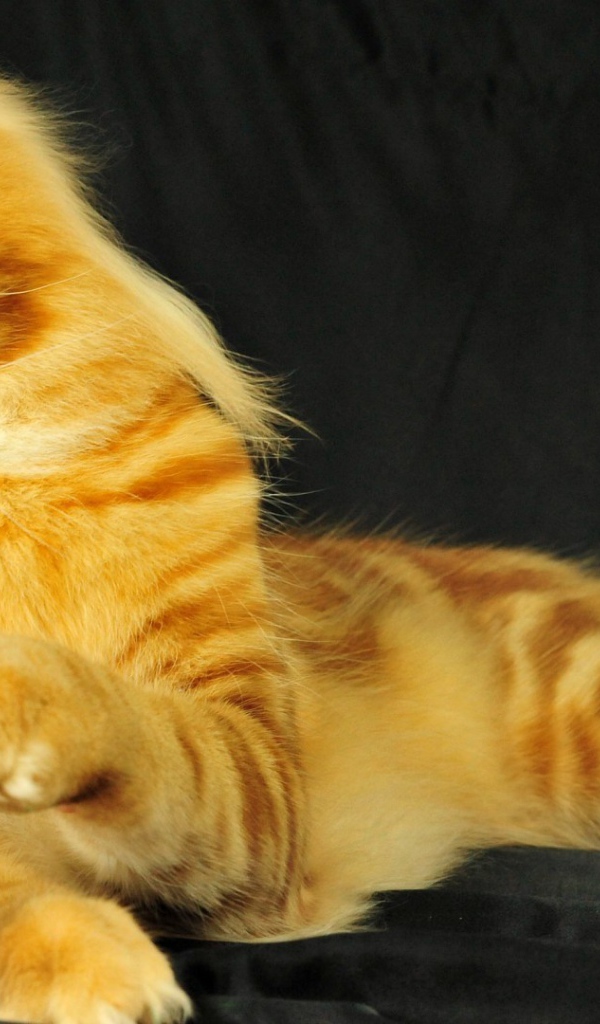 Рыжий молодой кот мейн-кун играет на чёрном фоне