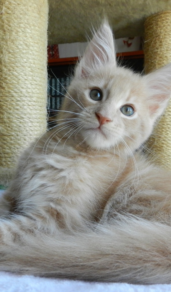 Молодой симпатичный кот мейн-кун отдыхает