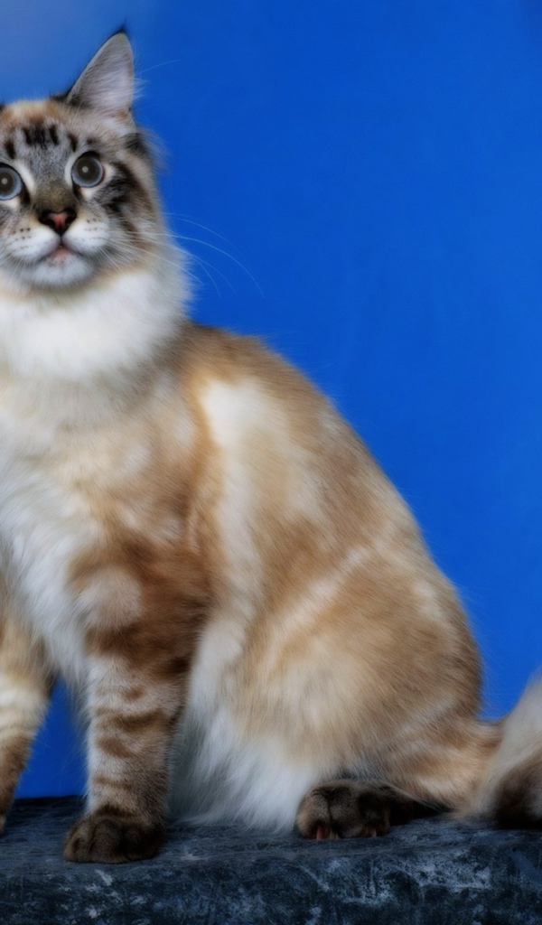 Кошка с пушистым хвостом