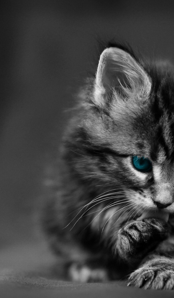 Черно белый Котенок с голубыми глазами