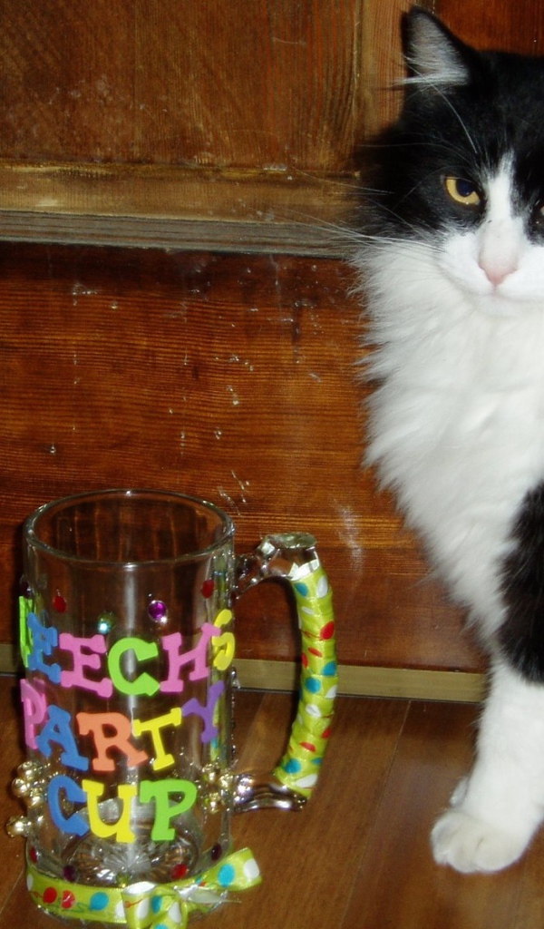 Черно белый кот у кружки