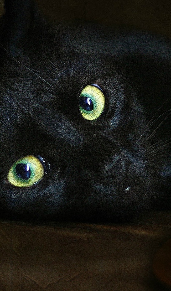 Черный кот и свеча