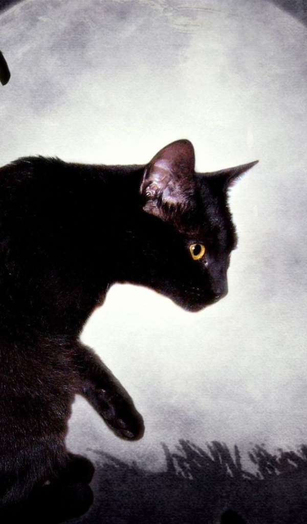 Черная кошка и луна