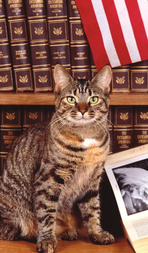 Кошка у книги про котов