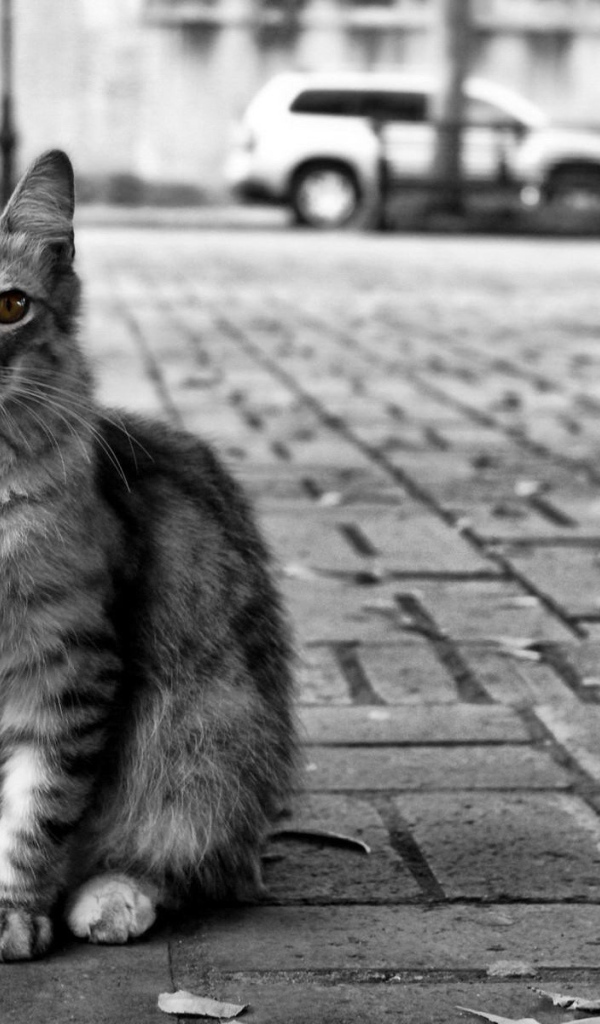 Кот с желтыми глазами