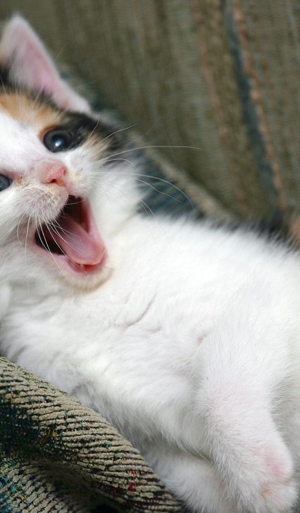 Котенок зовет маму