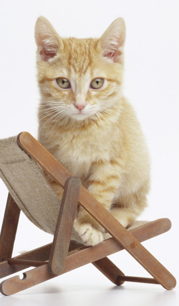 Котенок на стуле