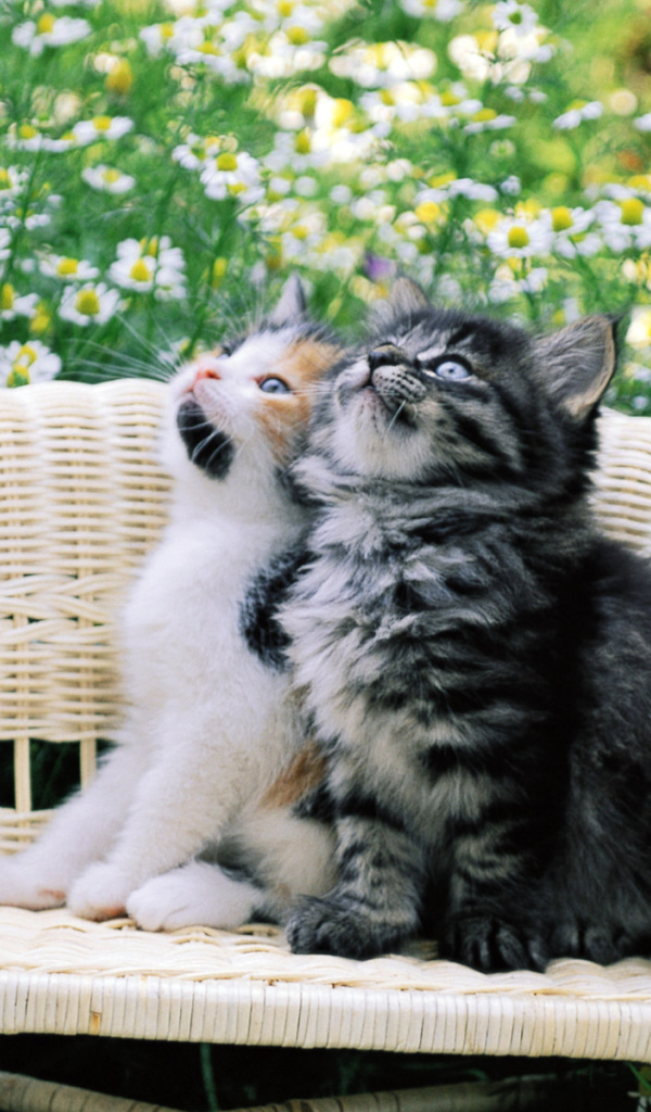 Котята на стуле в цветах