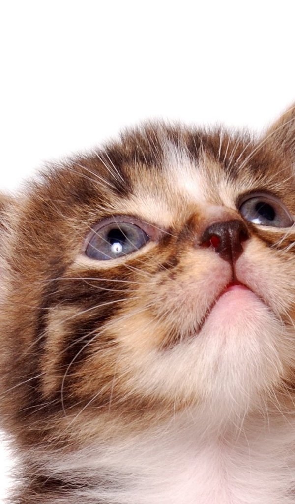 Кошкина морда