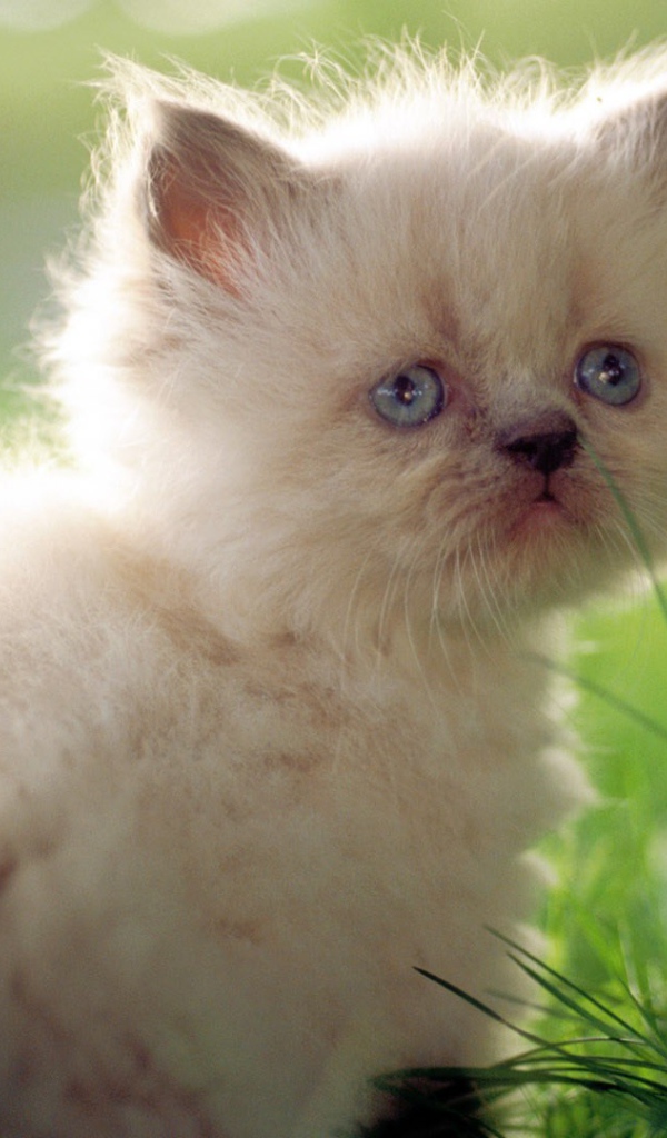 Грустный белый котенок