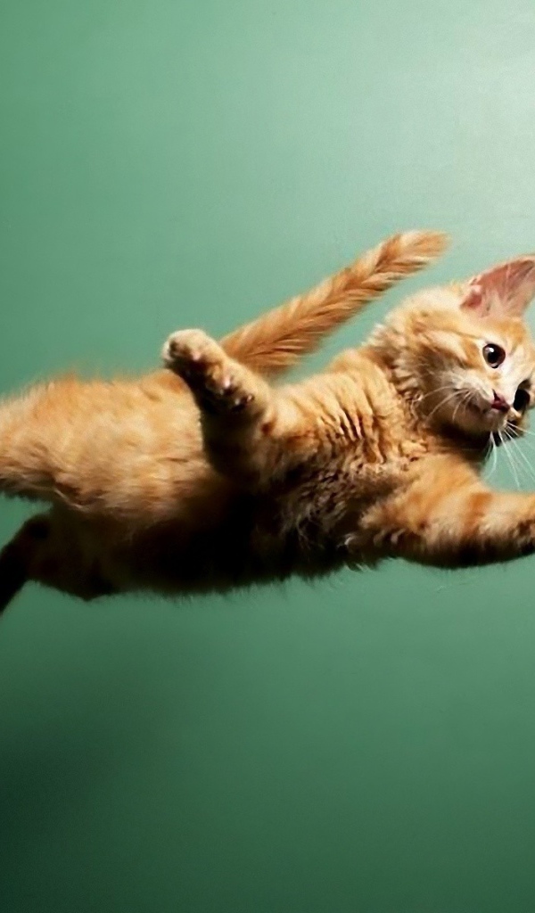 Кот летит по воздуху