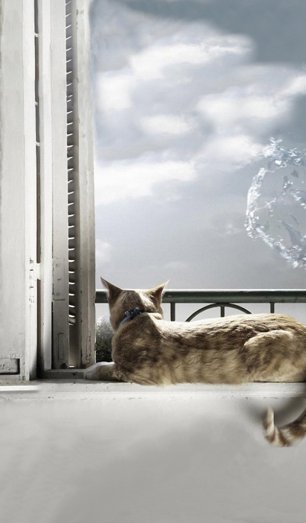 На кота выплеснули воду