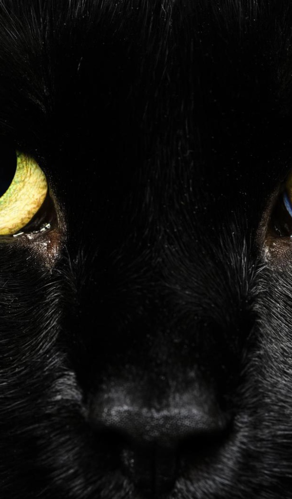 Желтые глаза черного кота