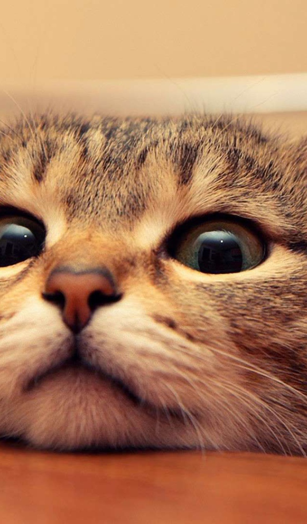 Любопытный кот